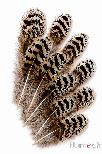 Pauw blauw - 8-12 cm - bruin natuurlijk